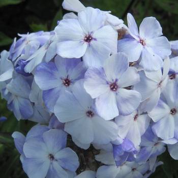 Флокс Phlox paniculata ‘Flame Marine’